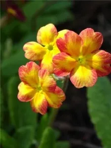 Iubirea este limbajul florilor (partea 8), revista QLI femei
