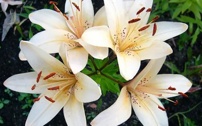 plantare Lily și de îngrijire, cultivare, propagare, transplantare, tăiere, specii, soiuri, plante fotografie