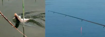 Prinderea un crap mare pe tija float pe alimentatorul