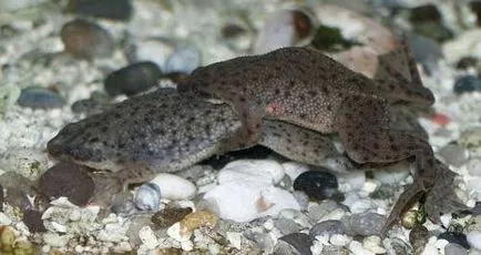 Broasca pitic (hymenochirus boettgeri)
