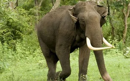 Curios grup de animale, care este adesea confundat