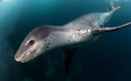 Curios grup de animale, care este adesea confundat