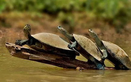 Curios grup de animale, care este adesea confundat