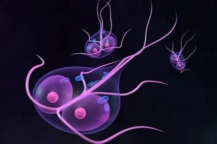 infecție Giardia la adulți, simptome, diagnostic și tratament