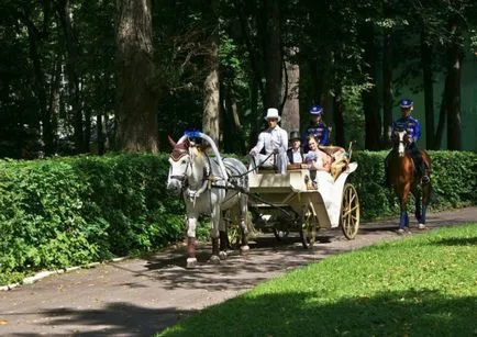 Cai pentru nunta, club de echitație „cardinal“