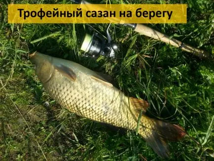 Prinderea crap la undiță feeder momeli crap