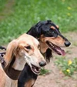 Capacitatea puțin cunoscută de pisici - pisici britanice felisei, terapia de animale (pisică) Capacitatea puțin cunoscută de pisici - pisici britanice felisei, terapia de animale