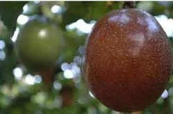 Descrierea fructul pasiunii, compoziția și utilizarea