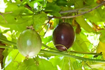 Fructul pasiunii este ca, și fotografii, excursie la vise (fructe exotice) Fructul pasiunii este ca, și fotografii, excursie la vise