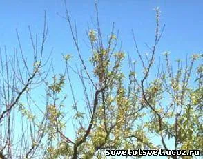 frunze mici pe ondulare de mere, ofili - frunze late (rozete) - un sfat bun - (cordata) frunze mici pe ondulare de mere, ofili - frunze late (rozete) - un sfat bun -