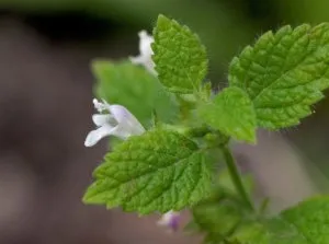Ani descriere melissa tufă plantelor suculente cu frunze aromatice și mai ales sale (plante) pe termen lung Descriere arbust balsam de plante cu frunze suculente și parfumat special sale