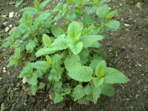 Ani descriere melissa tufă plantelor suculente cu frunze aromatice si mai ales sa (în creștere de la melissa semințe) pe termen lung Descriere arbust balsam de plante cu frunze suculente și parfumat special sale