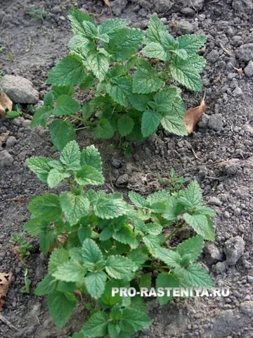 cultivarea Melissa și întreținere, înmulțire, soiuri de balsam - site-ul de plante (soi) cultivarea Melissa și întreținere, înmulțire, soiuri de balsam - site despre plante