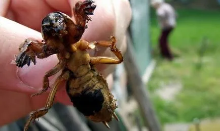Mole cum de a lupta banii poporului (crichet) Mole cum să lupte remedii populare