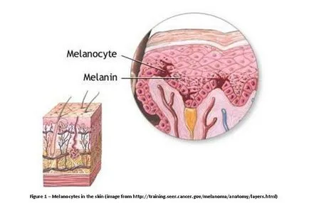 Melanina este ceea ce este - melanina umană, și nu știai Melanina este ceea ce este - melanina umană, și nu știai