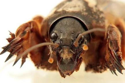 Mole cum de a lupta banii poporului (bani) Mole cum să lupte remedii populare