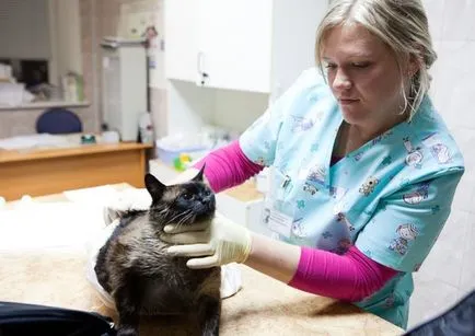 dermatita miliară la pisici - cauze, simptome, tratament (miliară) dermatita miliară la pisici - cauze, simptome, tratament