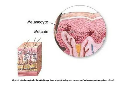Melanina, care este - produse crește producția de melanină, ajutor și sfaturi (produse) Melanina, care este - produse crește producția de melanină, ajutor și sfaturi