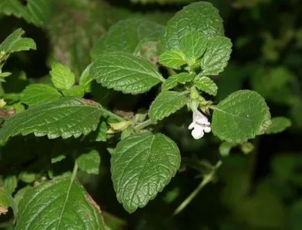 Melissa - de plantare și îngrijire de plante