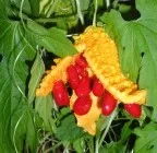 Momordica (stropeste castravete) (mad) Momordica (castravete stropeste)