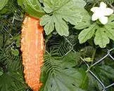 Momordica (stropeste castravete) (Momordica) Momordica (castravete stropeste)