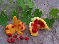 Momordica (stropeste castravete) (Momordica (stropeste castravete). Secretele de cultivare) Momordica (castravete stropeste)