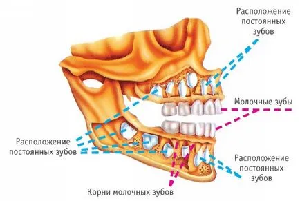 Dinții de lapte la copii apar ambele, picătură, pradă, tratarea și eliminarea
