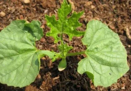 Momordica în creștere din semințe și proprietăți utile (plantă momordica) Momordica în creștere din semințe și proprietăți utile