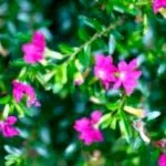 plantarea Nasturtium și propagarea semințelor de îngrijire la domiciliu