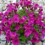 plantarea Nasturtium și propagarea semințelor de îngrijire la domiciliu