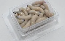 La care musca crap cele mai bune momeli si momeli, pentru a aborda prinderea de primăvară, iarna, vara și toamna, video (momeală) La care musca crap cele mai bune momeli si momeli, pentru a aborda prinderea de primăvară, iarna, vara și toamna, video