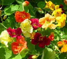 cultivare Nasturtium și îngrijire cultivare Nasturtium și îngrijire