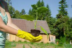 Nasturtium în creștere din semințe atunci când plantare, cum să planteze (plantă) Nasturtium în creștere din semințe atunci când plantare, cum să planteze
