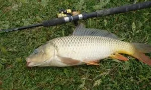 Ce bine Peck crap momeli pentru crap pe alimentator, boilies, pâine, video (crap) Ce bine Peck crap momeli pentru crap pe tava de alimentare, boilies, video pâine