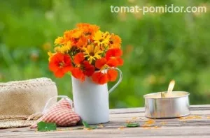 semințe de Nasturtium - plantare și îngrijire, tomate în creștere în cabana de vară semințe de Nasturtium - plantare și îngrijire, tomate în creștere în cabana de vară