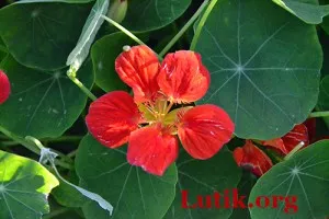 Nasturtium în creștere din semințe atunci când plantare răsaduri, cum să arate și extins (răsaduri de condurul) Nasturtium în creștere din semințe atunci când plantarea răsaduri, cum să se uite și extins