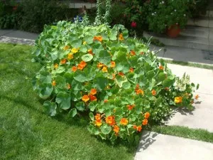 Nasturtium în creștere din semințe atunci când plantare răsaduri, cum să se uite și extins (la plante) Nasturtium în creștere din semințe atunci când plantarea răsaduri, cum să se uite și extins