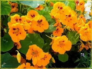 Descriere Nasturtium, caracteristici de cultivare de semințe și muguri, flori de retragere (retragere) Descriere Nasturtium, în special cultivarea de semințe și răsaduri, de îngrijire de flori
