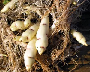 Nasturtium în creștere din semințe atunci când plantare răsaduri, cum să arate și extins (răsaduri de condurul) Nasturtium în creștere din semințe atunci când plantarea răsaduri, cum să se uite și extins