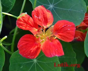 Nasturtium în creștere din semințe atunci când plantare răsaduri, cum să se uite și extins (Nasturtium în creștere) Nasturtium în creștere din semințe atunci când plantarea răsaduri, cum să se uite și extins