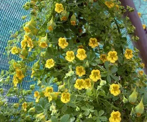 Nasturtium în creștere din semințe atunci când plantare răsaduri, cum să se uite și extins (la plante) Nasturtium în creștere din semințe atunci când plantarea răsaduri, cum să se uite și extins