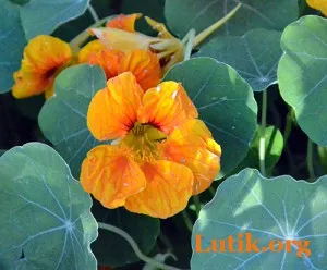 Nasturtium în creștere din semințe atunci când plantare răsaduri, cum să se uite și extins (la plante) Nasturtium în creștere din semințe atunci când plantarea răsaduri, cum să se uite și extins
