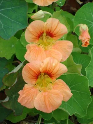 Nasturtium în creștere din semințe atunci când plantare răsaduri, cum să arate și extins (puieți) Nasturtium în creștere din semințe atunci când plantarea răsaduri, cum să se uite și extins