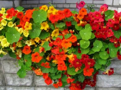 plantarea Nasturtium și propagarea semințelor de îngrijire la domiciliu