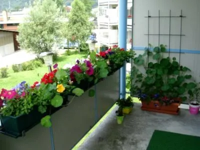 plantarea Nasturtium și propagarea semințelor de îngrijire la domiciliu