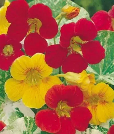 Nasturtium în creștere din semințe atunci când plantare, cum să planteze (în creștere) Nasturtium în creștere din semințe atunci când plantare, cum să planteze
