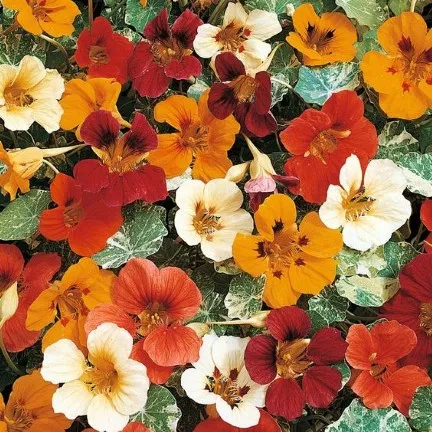 Nasturtium - în creștere din semințe 1