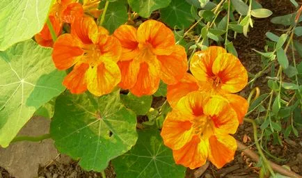 plantare Nasturtium și de îngrijire în aer liber proprietăți de câmp, foto și culoare (proprietăți) plantare Nasturtium și de îngrijire în câmp deschis, foto si culoare