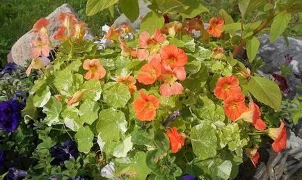 plantarea Nasturtium și îngrijirea în deschise proprietățile câmpului, foto și culoare (dăunătorilor) plantare Nasturtium și de îngrijire în câmp deschis, foto si culoare