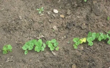 Nasturtium - în creștere din semințe 1